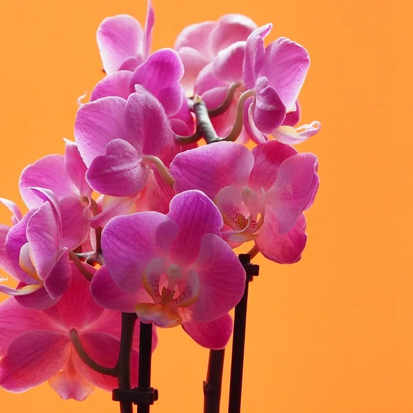 pg电子游戏捕鱼游戏